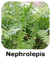 Felce Nephrolepis